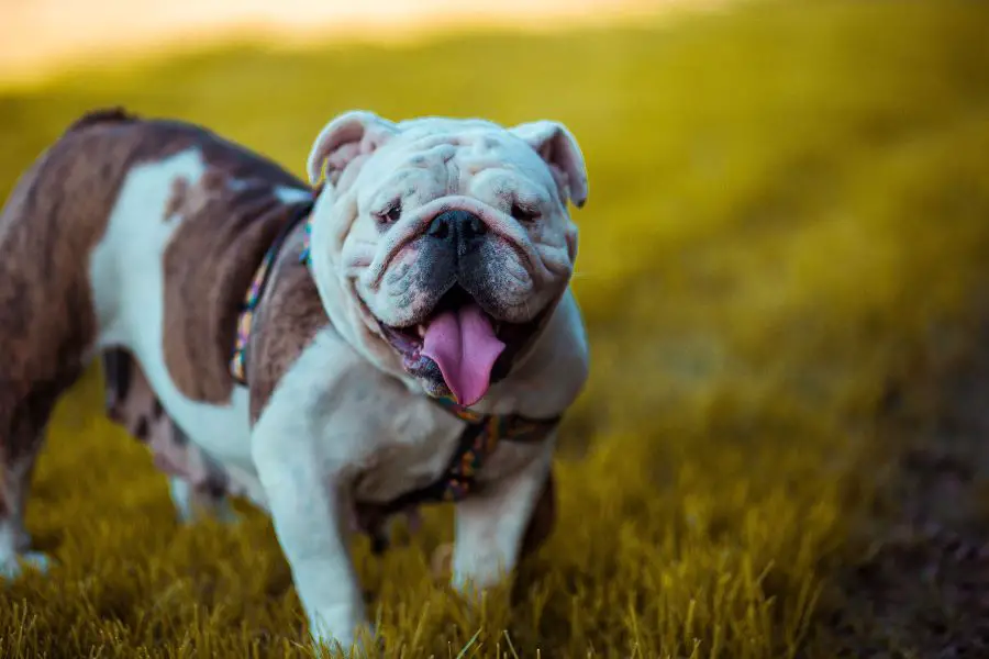 bulldogs have a gentle, friendly nature