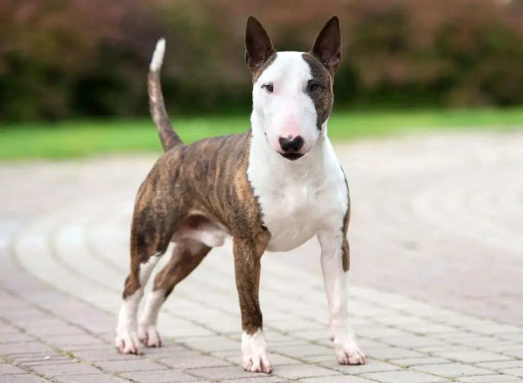 bullseye's breed as a bull terrier ties him to dog fighting, which matches his violent role in the story. 