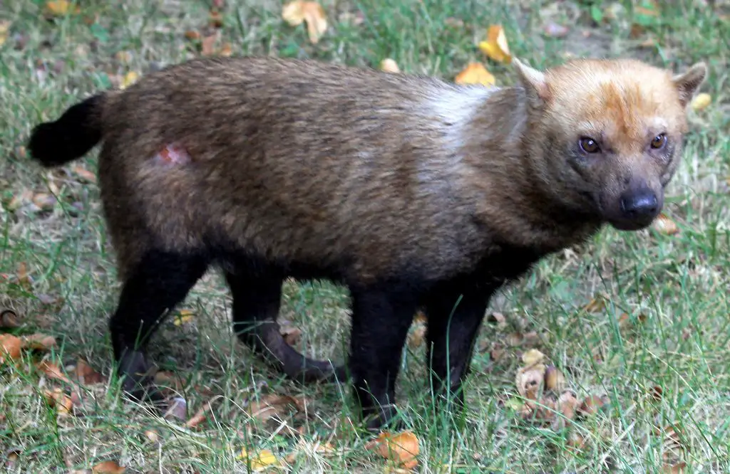 bush dog's small size