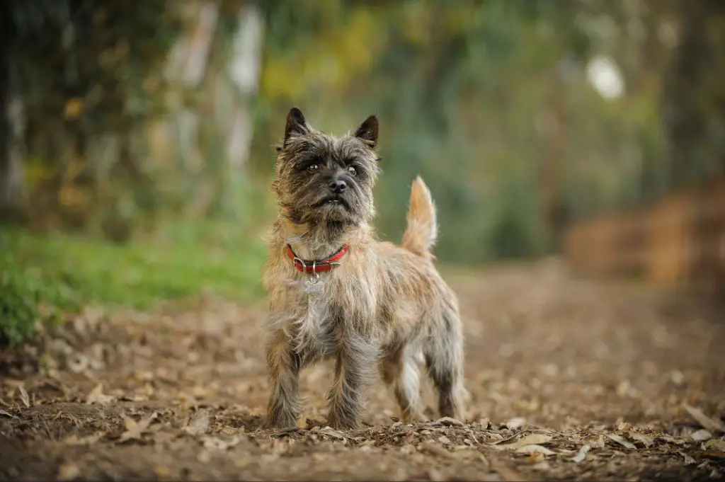 cairn terrier originated in scottish highlands to hunt rodents