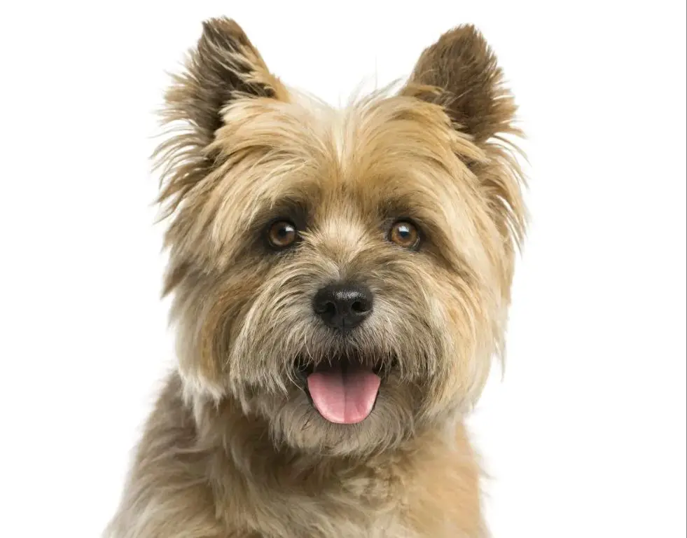 cairn terrier with furnishings coat type that doesn't trap dander