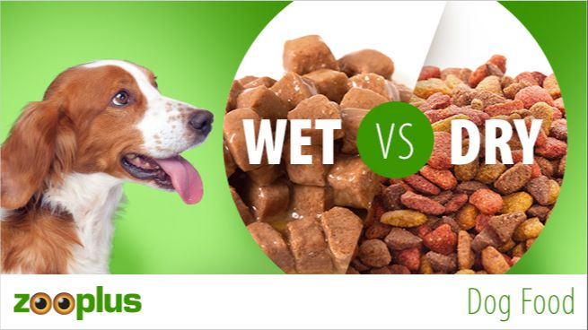 calories in wet vs dry dog food