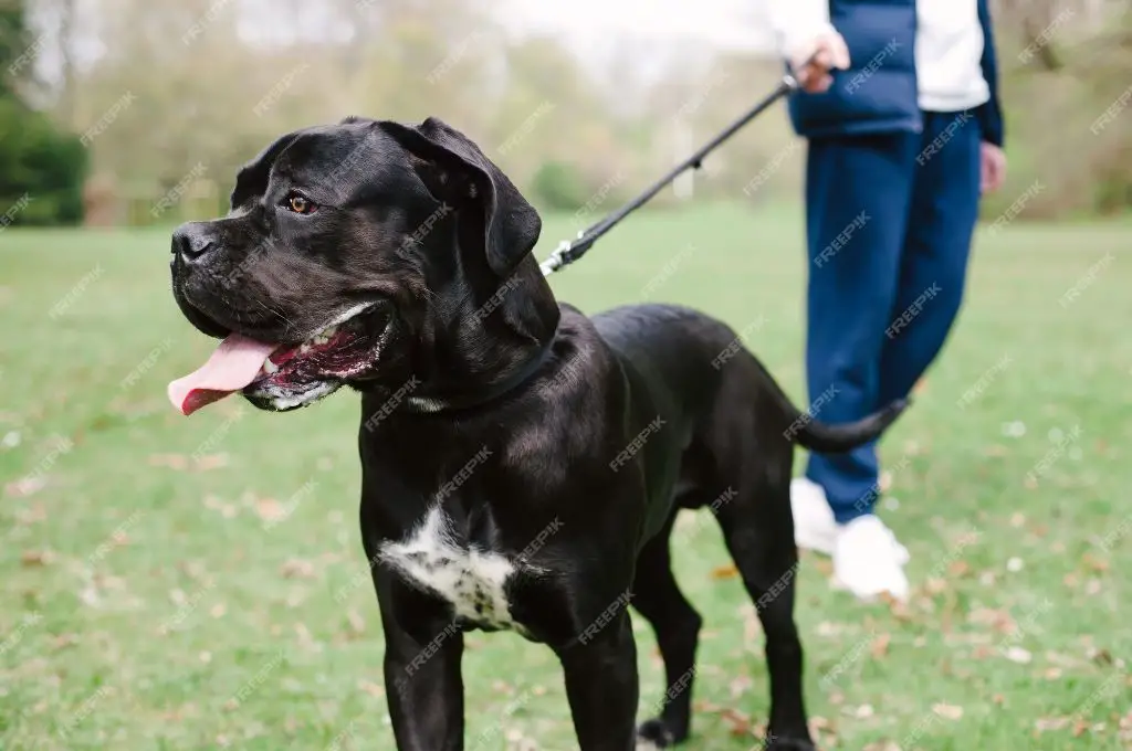 cane corso dogs involved in attacking dog walker