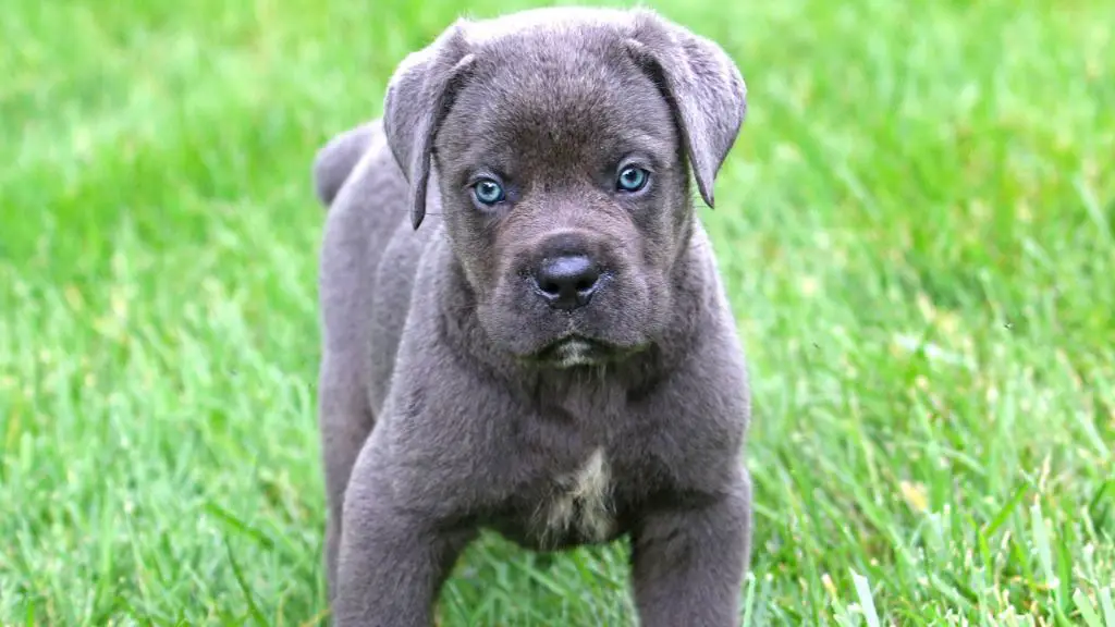 cane corso puppy playing