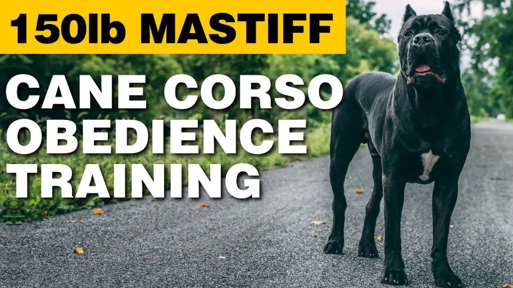 cane corso training