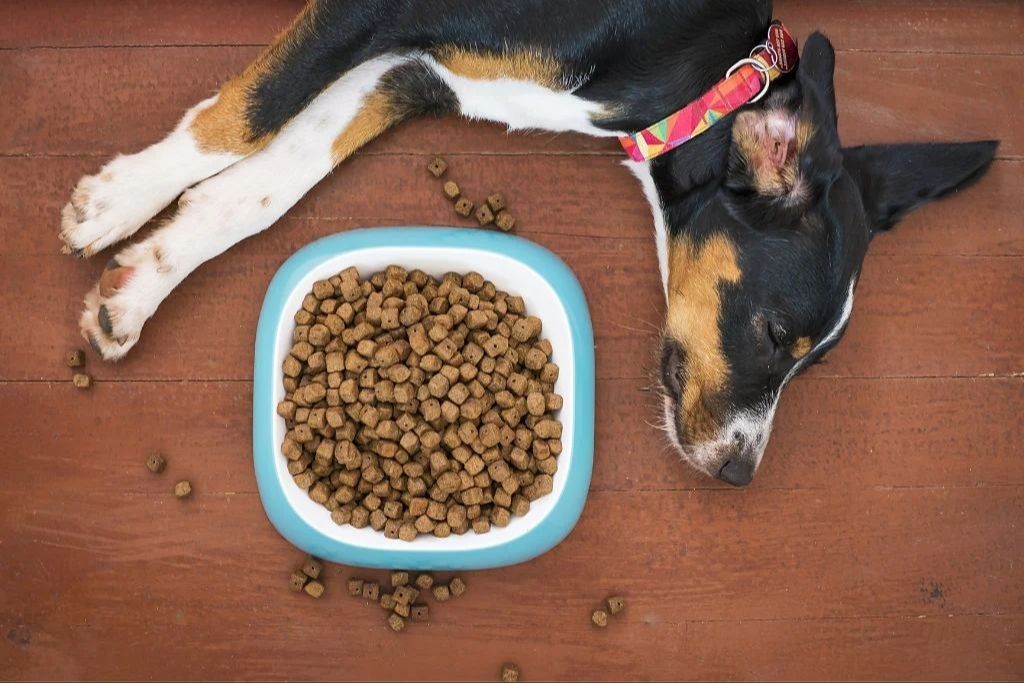 canned dog food with a visible best by date