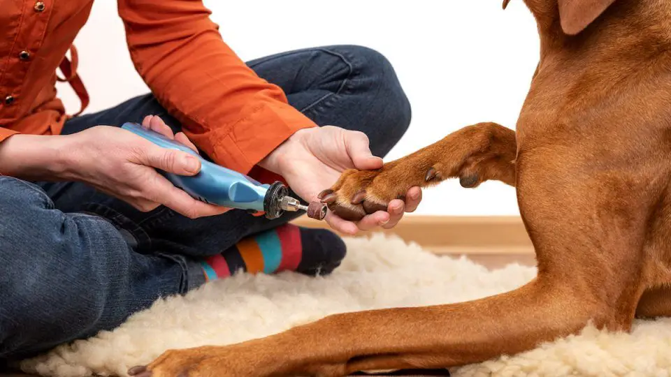 carefully grinding a dog's nails with a dremel tool.