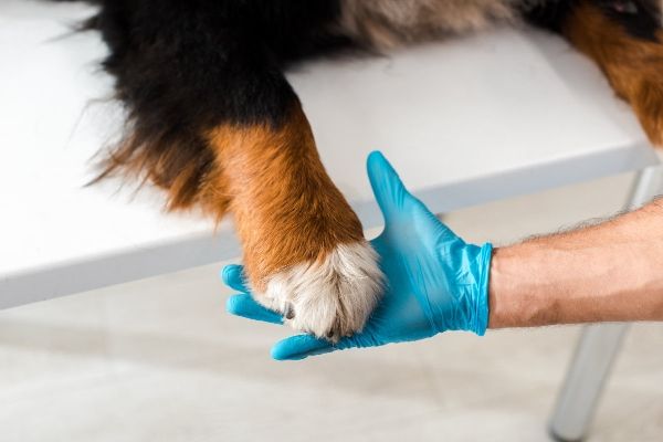 carefully inspecting a dog's paw for injury.