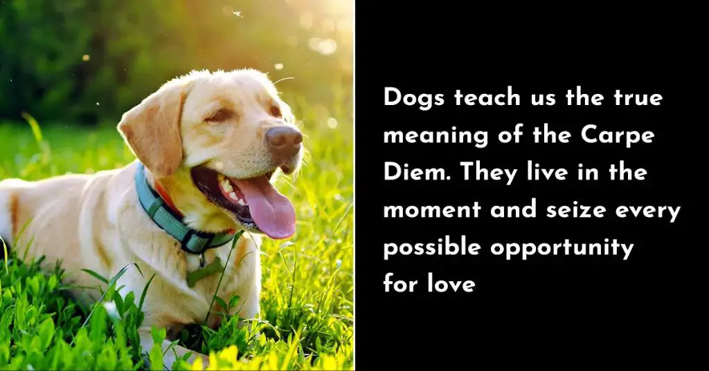 caring for a dog gives meaning and purpose to life