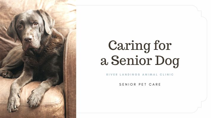 caring for an elderly dog's changing needs