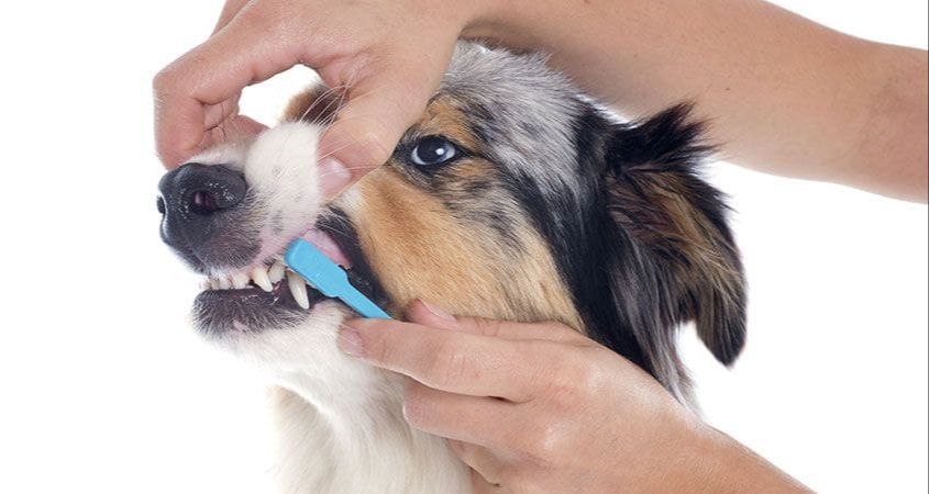 caring for dog's teeth and gums