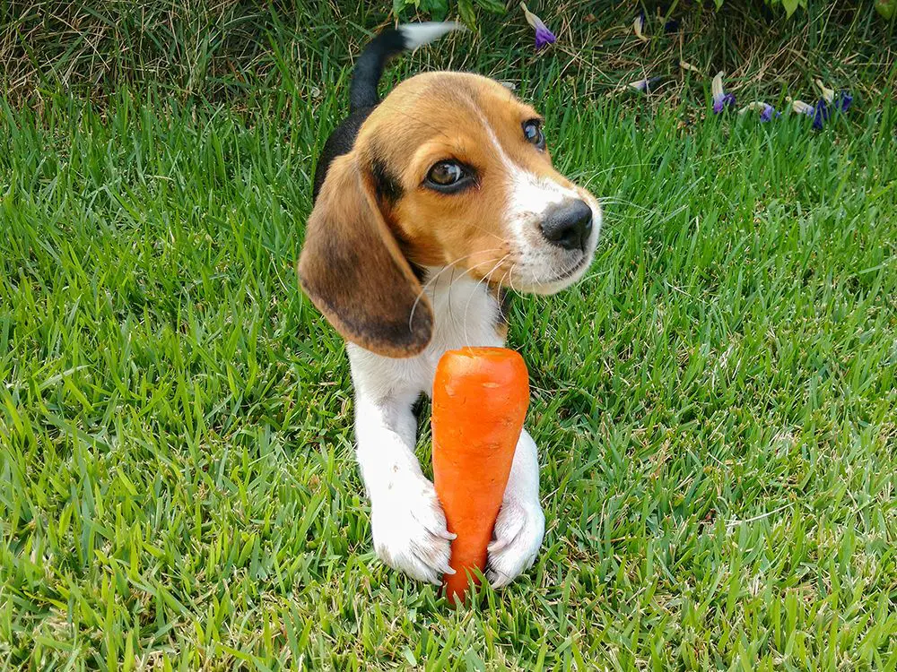 carrots for dogs