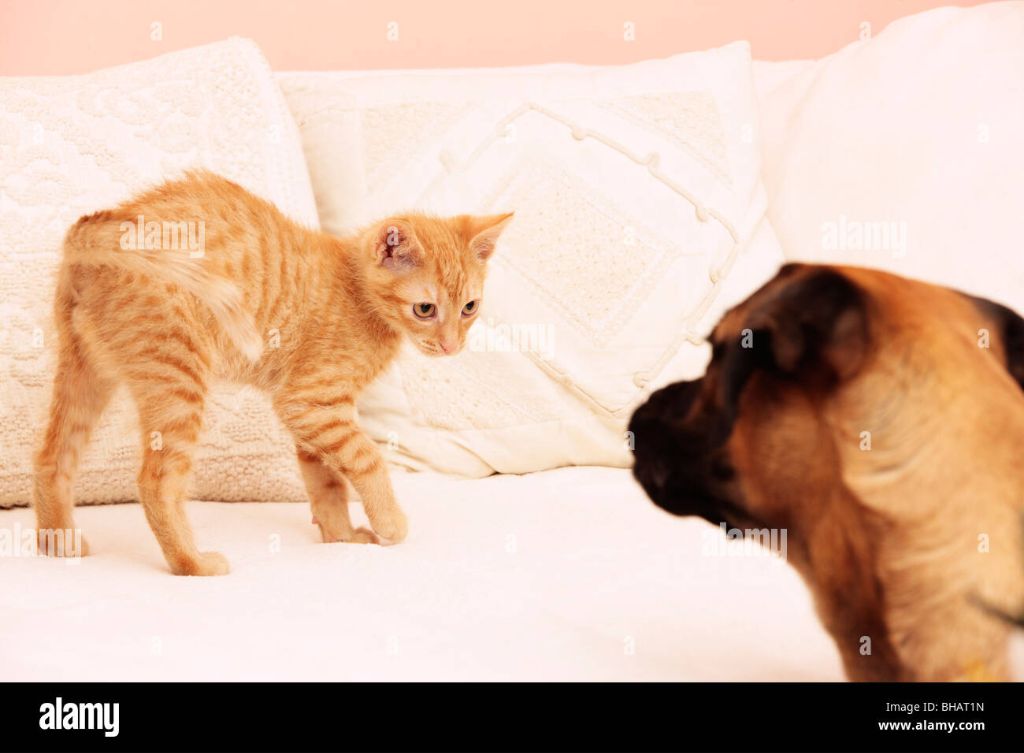 cat and dog staring each other down, representing tension.