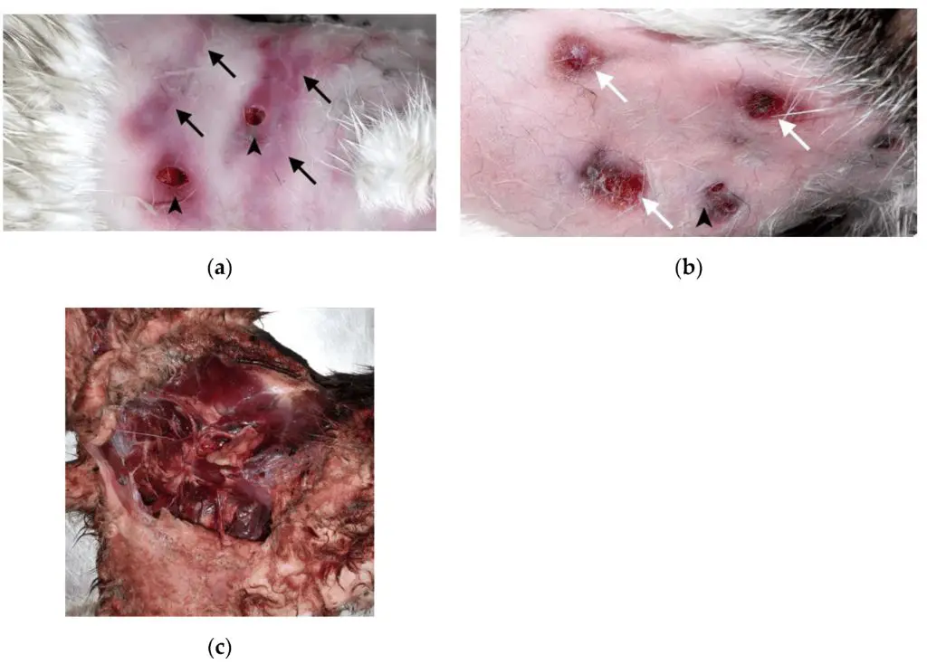 cat bite penetrating deeply compared to a dog's surface nip.