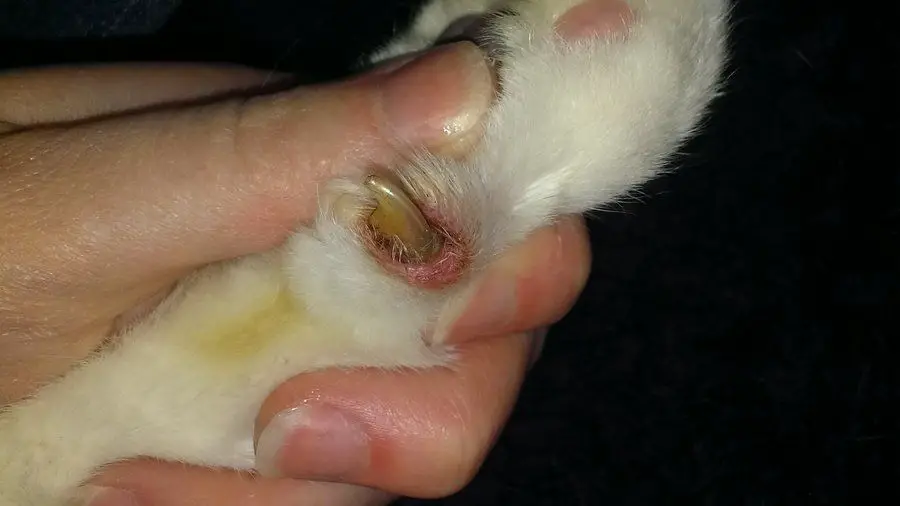 cat claw health issues