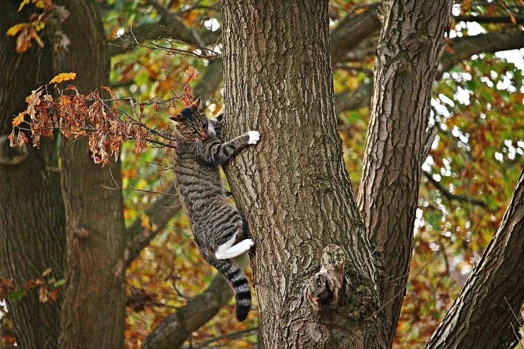 cat climbing a tree using sharp claws