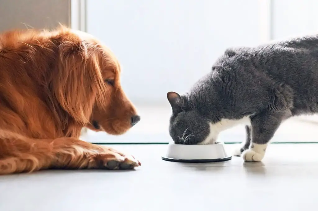 cat eating dog food from bowl