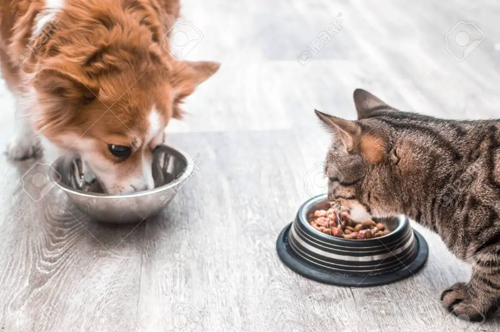 cat eating from food bowl