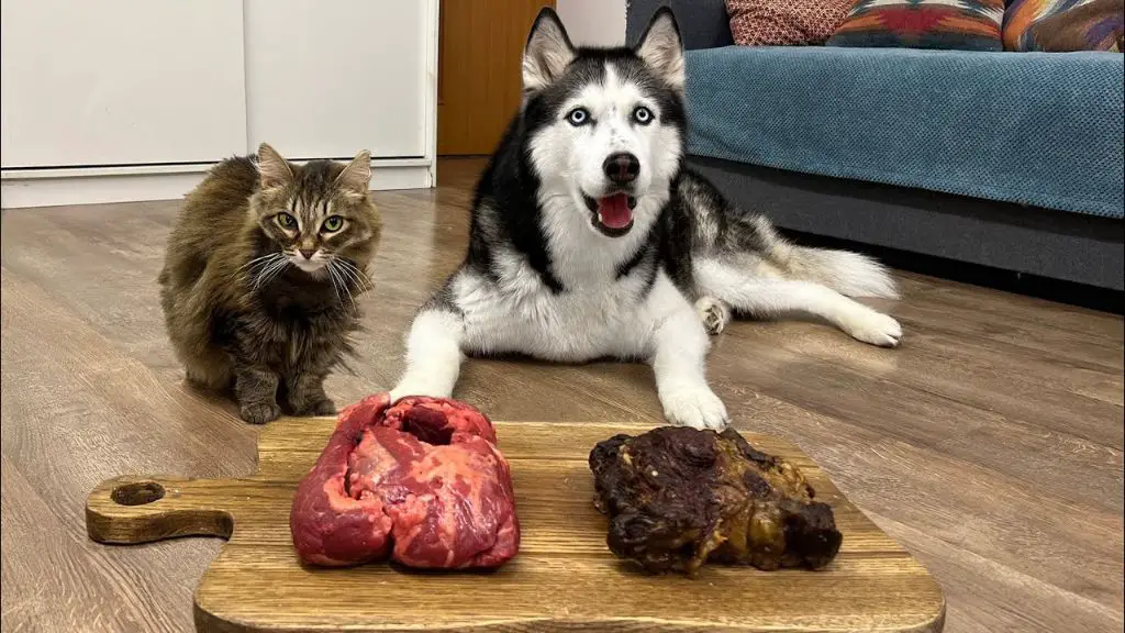 cat eating raw meat