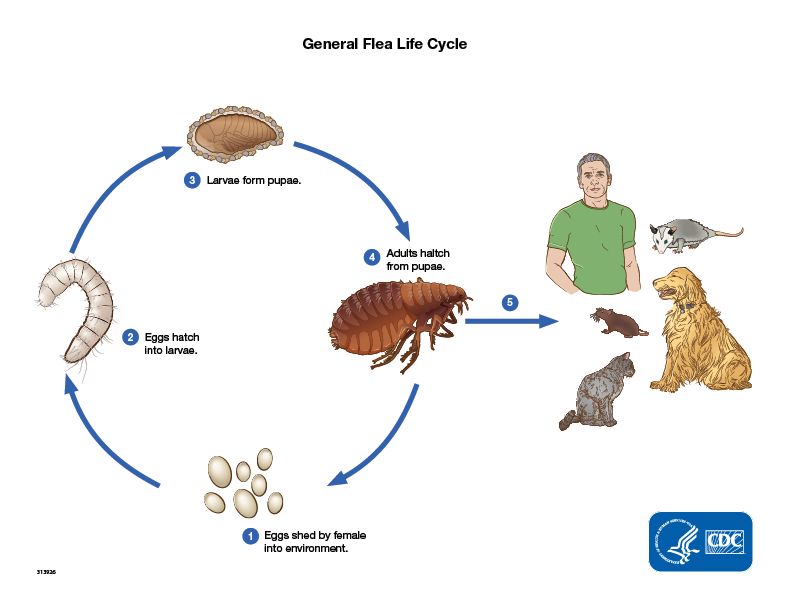 cat flea lifecycle diagram