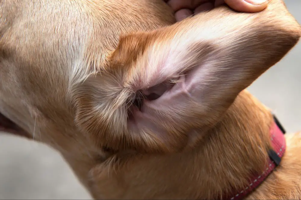 cat flinching as owner tries to apply dog ear drops.