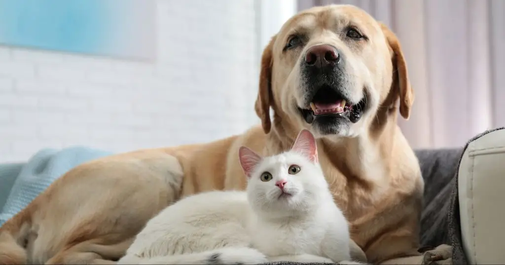 cat leaping gracefully, showing superior agility over dogs.