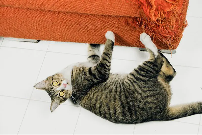 cat using claws to climb and scratch