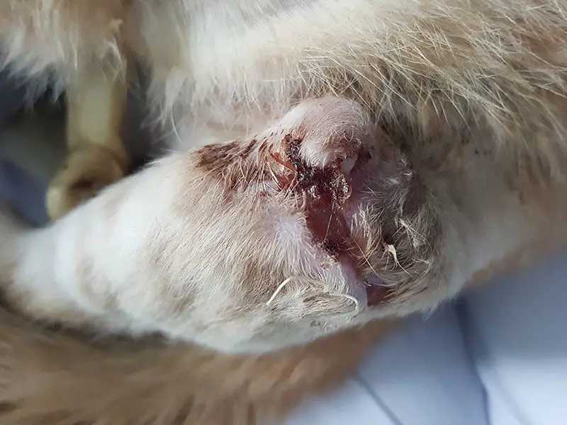 cat with puncture wound from a dog bite.