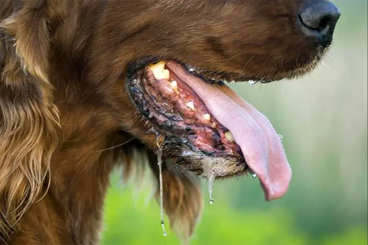 causes of excessive dog sweating