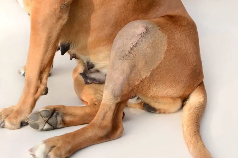 ccl surgical procedures for dogs