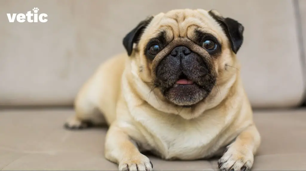 certain breeds like pugs sleep with their heads up due to breathing issues