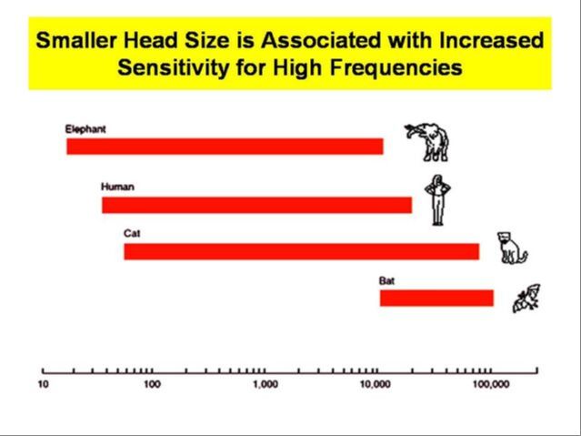 chart comparing dog versus human hearing ranges