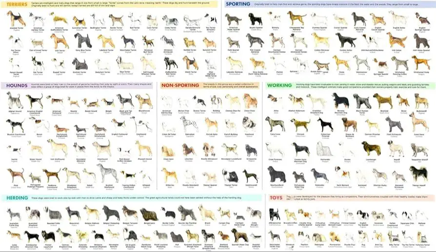 chart showing dog size categories