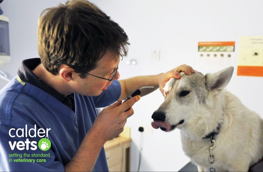 checking a dog's eyes regularly for issues