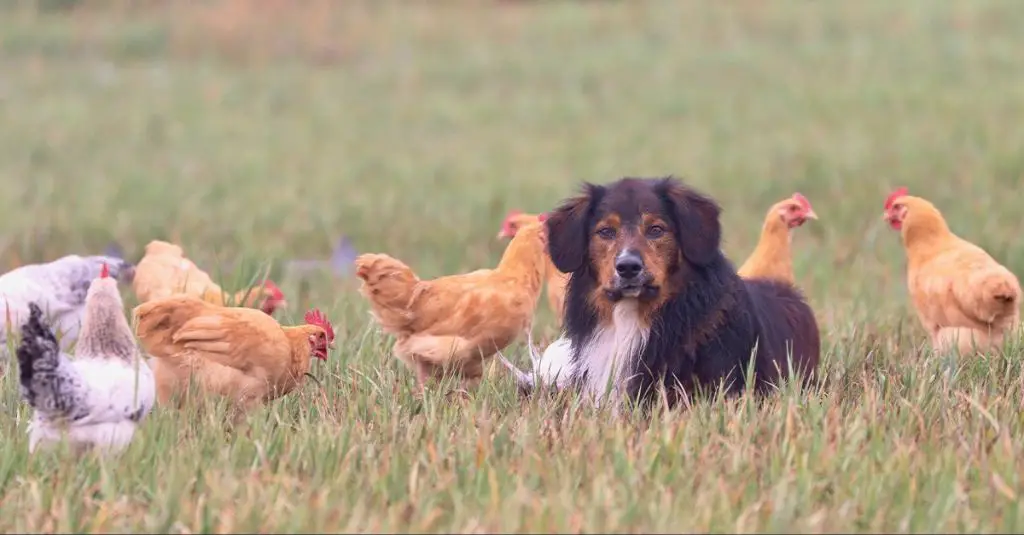 chicken guard dogs provide benefits like deterring predators, alerting chickens to danger, reducing flock losses, and enabling free-range roaming.