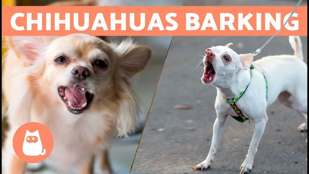 chihuahua barking fiercely