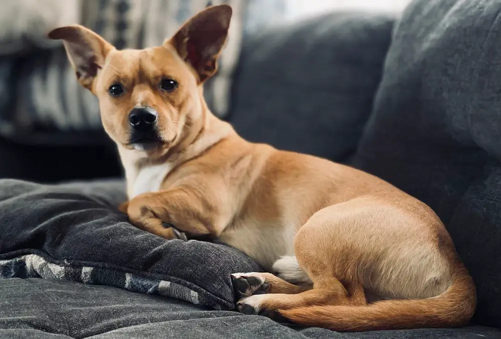 chihuahua terrier mix
