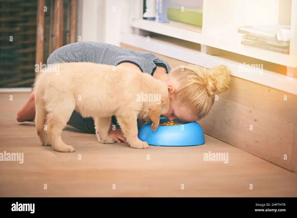 child reaching for dog food bowl