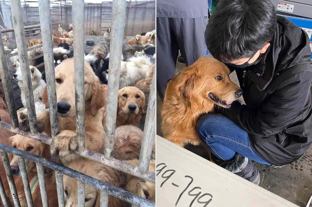 china rescue dogs finances 