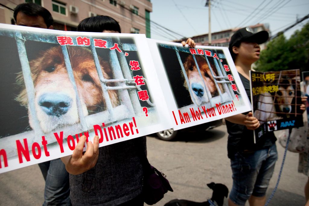 chinese activists protesting the yulin dog meat festival