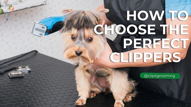 choose a quiet clipper