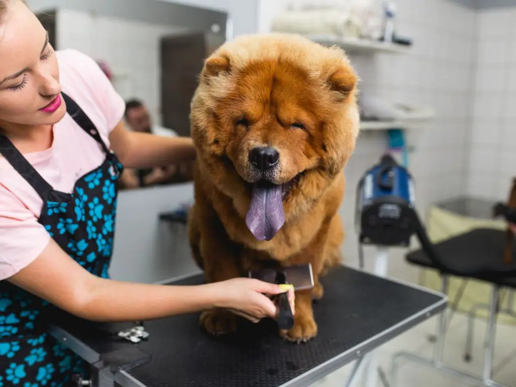 chow chows commonly have black spots on their tongues due to genetics