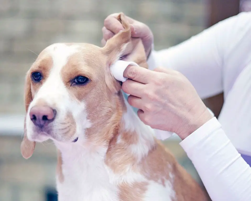 cleaning dog's ears with cotton ball