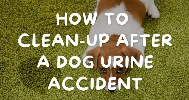 cleaning up a dog urine accident