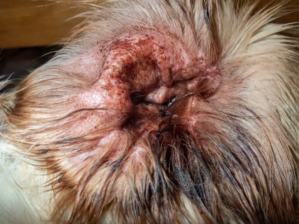 close up of a dog's ear canal inflamed red from infection