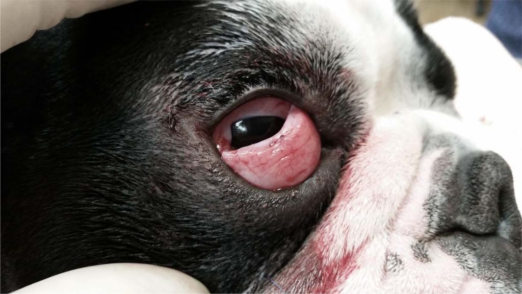 close up of dog's red and swollen third eyelid