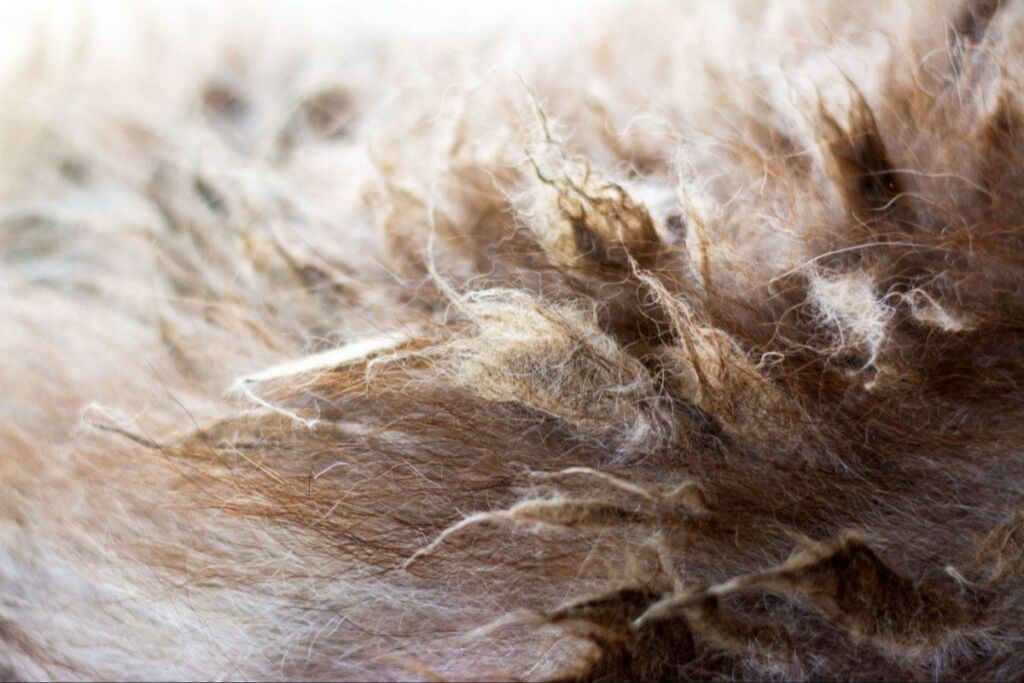 close up of matted dog fur