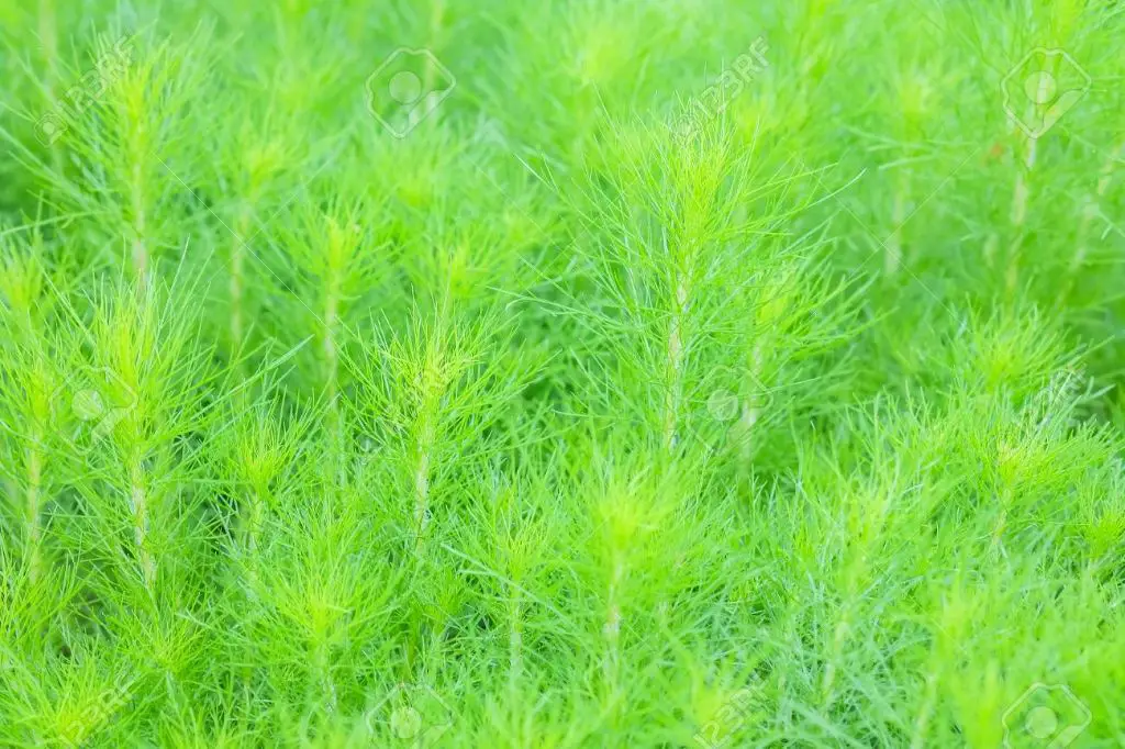 close up photo of dog fennel leaves