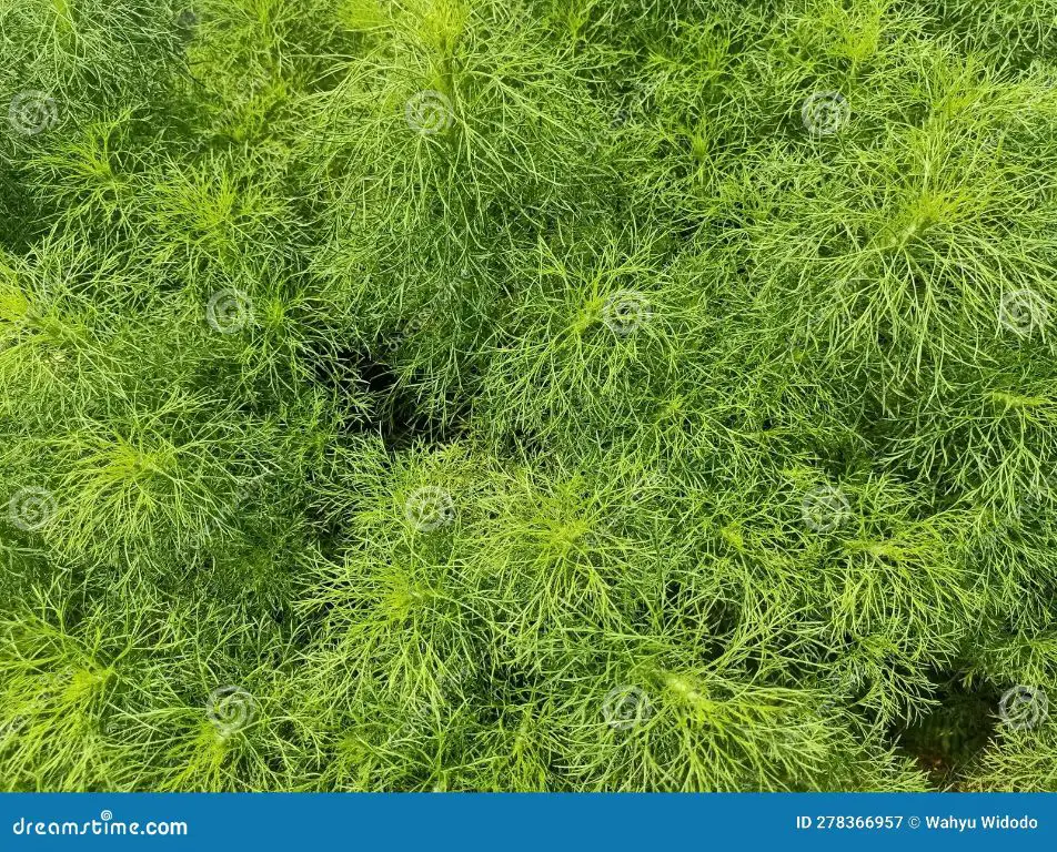 close up photo of dog fennel plant