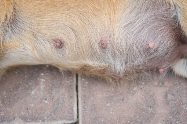 close up photo of enlarged dog nipples during pregnancy.